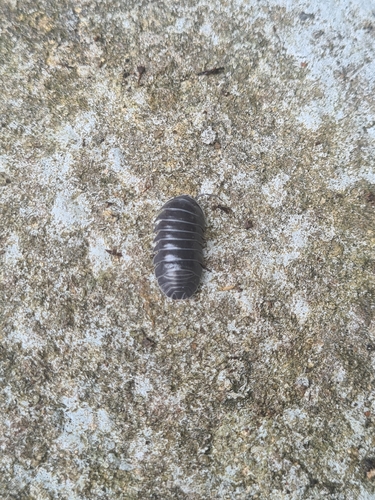 Southern Pill Woodlouse