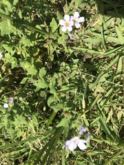 Chaenostoma roseoflavum