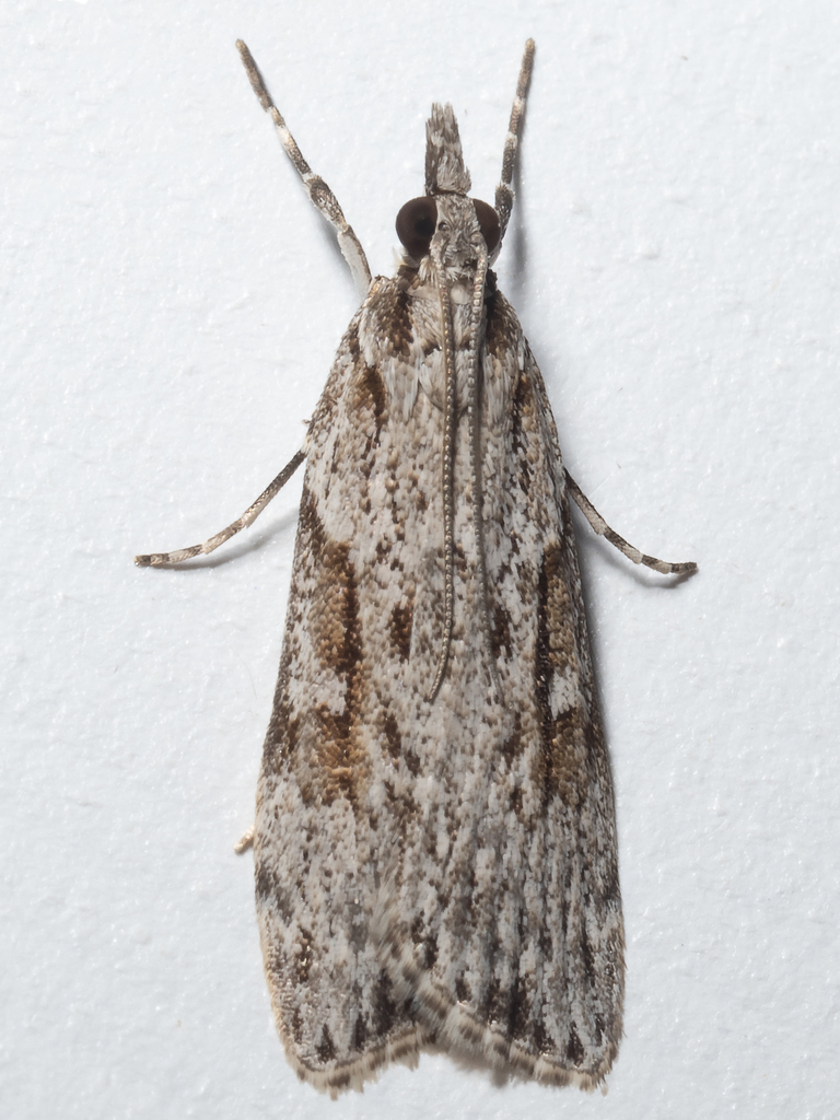 Scoparia plagiotis