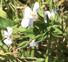 Chaenostoma roseoflavum
