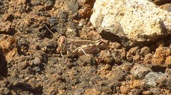 Acorypha clara