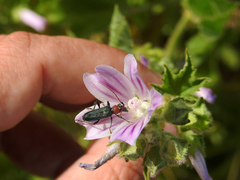 Cartallum ebulinum