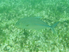 Caranx papuensis