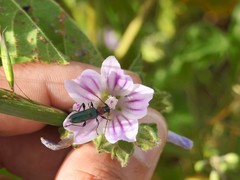 Cartallum ebulinum