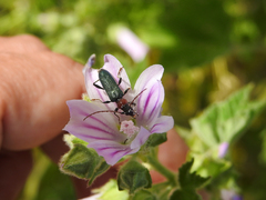Cartallum ebulinum
