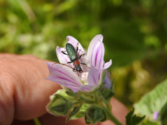 Cartallum ebulinum