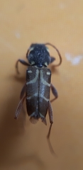 Xylotrechus antilope