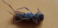 Xylotrechus antilope