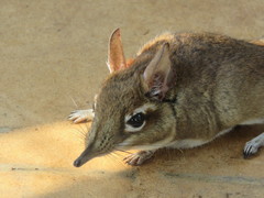 Galegeeska rufescens
