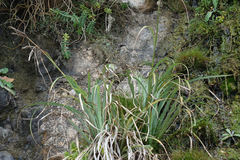 Carex trifida