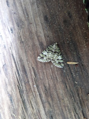 Hydriomena speciosata