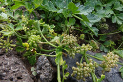 Apium prostratum filiforme