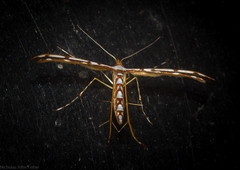 Cosmoclostis aglaodesma