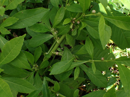 Struchium sparganophorum observed 2026-04-14