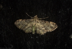 Chloroclystis mniochroa