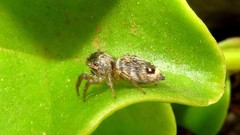 Wesolowskana lymphatica