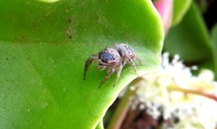 Wesolowskana lymphatica