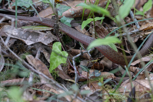 Leonard's Keelback