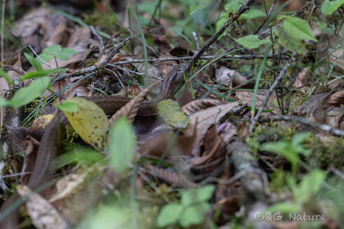 Leonard's Keelback
