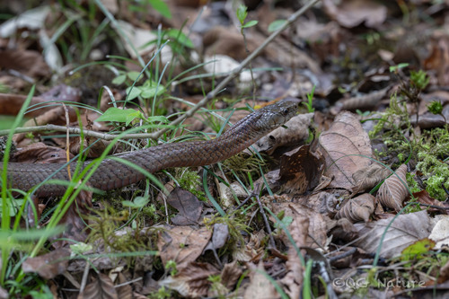 Leonard's Keelback