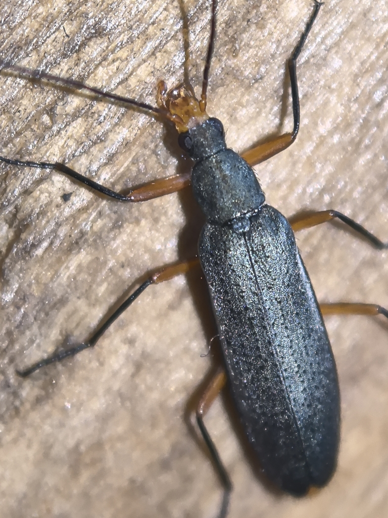 Idgia moupinensis