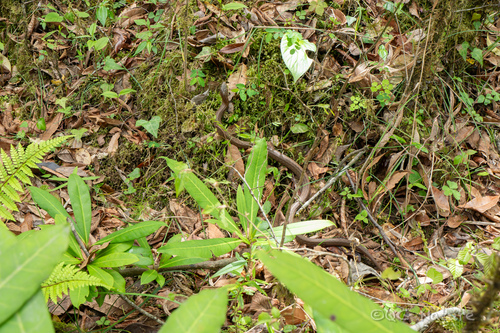 Leonard's Keelback