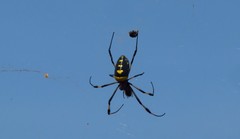 Trichonephila senegalensis