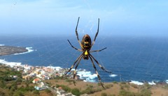 Trichonephila senegalensis