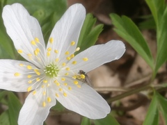 Anemonoides nemorosa