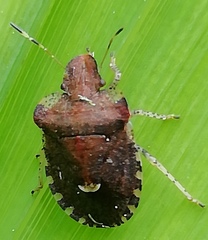 Dyroderes umbraculatus