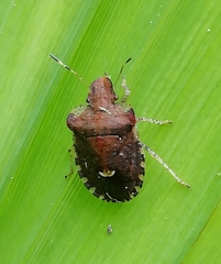 Dyroderes umbraculatus