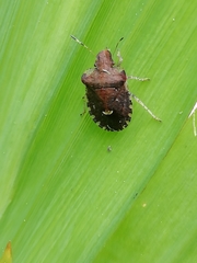 Dyroderes umbraculatus