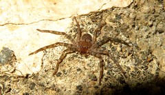 Selenops radiatus