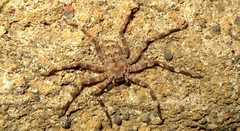 Selenops radiatus
