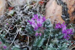 Astragalus purshii lectulus