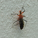 Cosmoclopius poecilus - Photo (c) Leonardo Adrián LEIVA, algunos derechos reservados (CC BY-NC), subido por Leonardo Adrián LEIVA