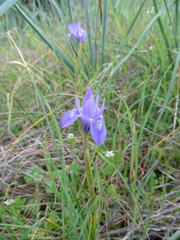 Moraea sisyrinchium