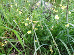Vicia hybrida