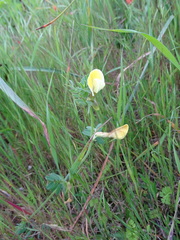 Vicia hybrida