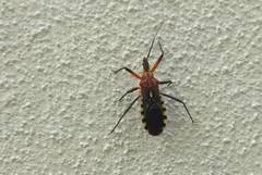 Cosmoclopius poecilus