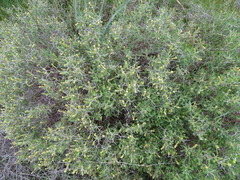 Sarcopoterium spinosum