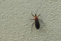 Cosmoclopius poecilus