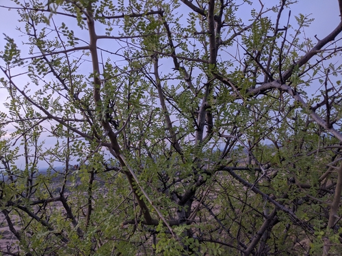 Boswellia neglecta