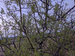 Boswellia neglecta