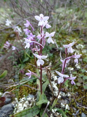 Orchis × sezikiana