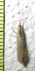 Berothidae