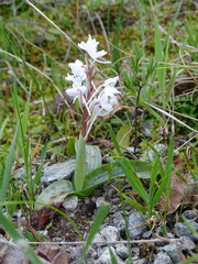 Orchis × sezikiana