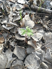 Anemonoides ranunculoides