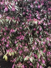 Loropetalum