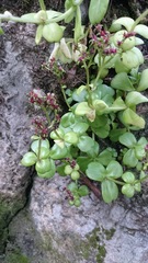Sedum rhodocarpum